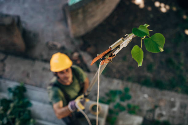 Best Leaf Removal  in Van Buren, AR