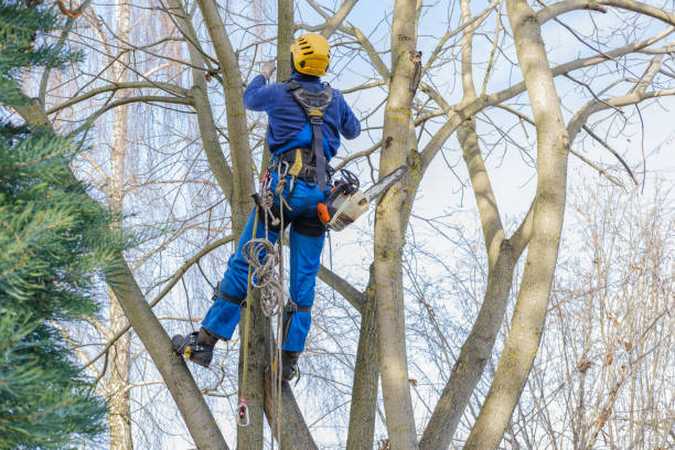 How Our Tree Care Process Works  in  Van Buren, AR