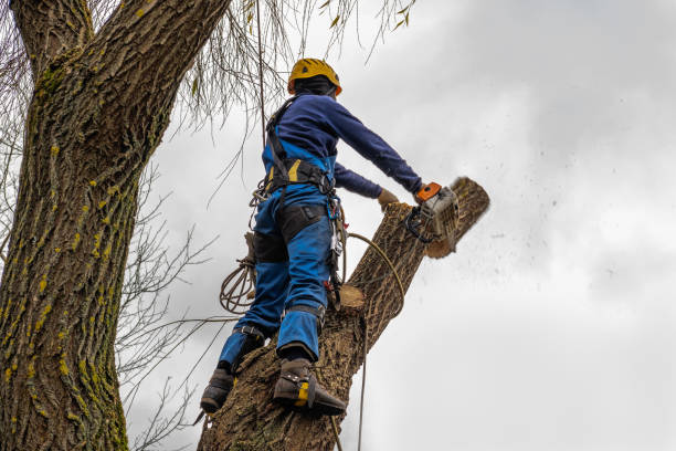 Best Arborist Consultation Services  in Van Buren, AR