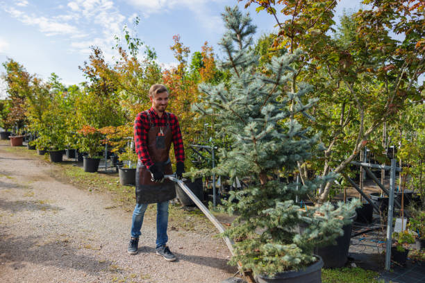 Trusted Van Buren, AR Tree Care Services Experts